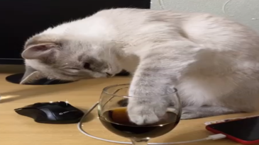 El gato probando el vino