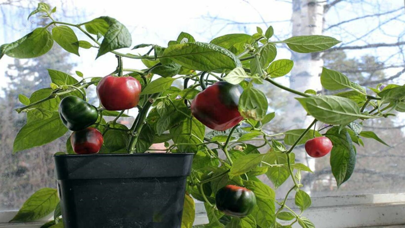 Lépésről lépésre a saját manzano chili cserépben történő sikeres termesztéséhez