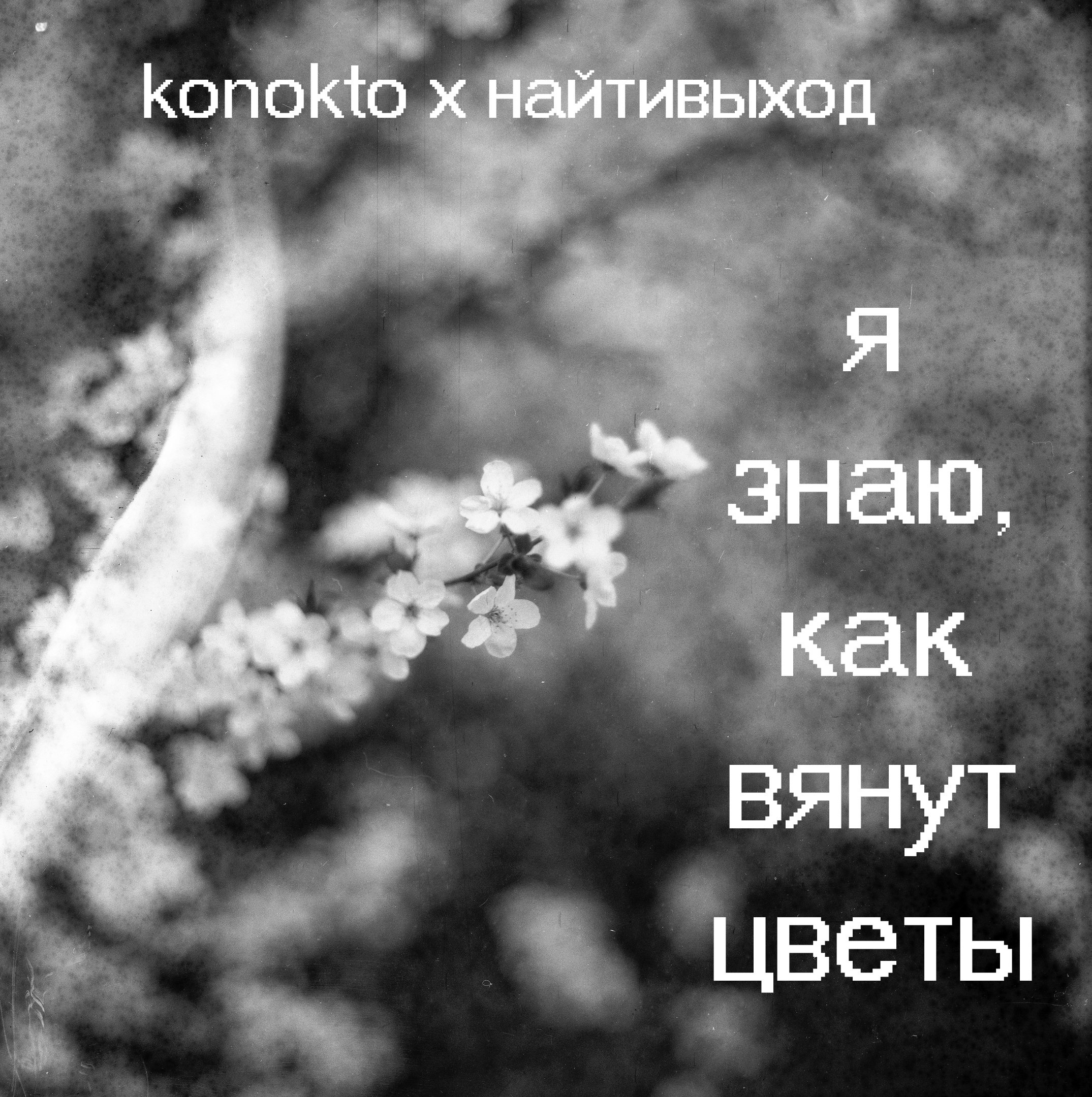 Найтивыход 15 минут. Цветы вянут цитаты. Найтивыход Эстетика. Цитаты про вялые цветы. Стихи найтивыход.