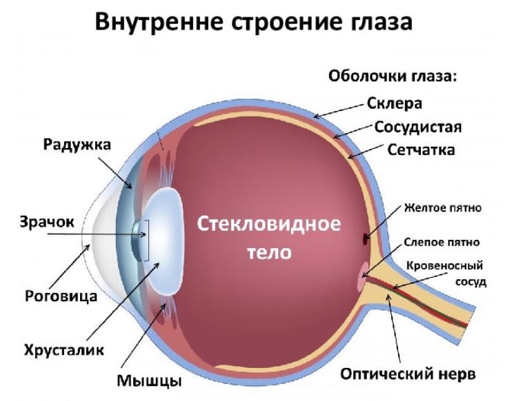 Какой цифрой на рисунке обозначена белочная оболочка глаза