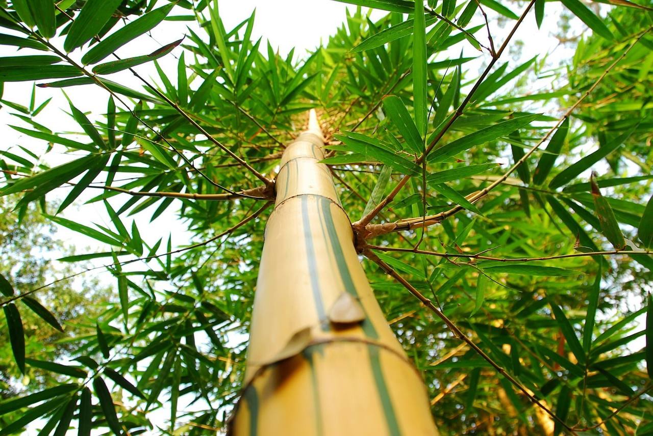 Цубой бамбук