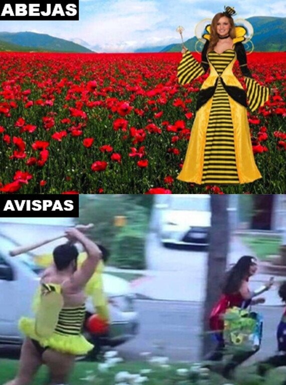 Abejas vs Avispas