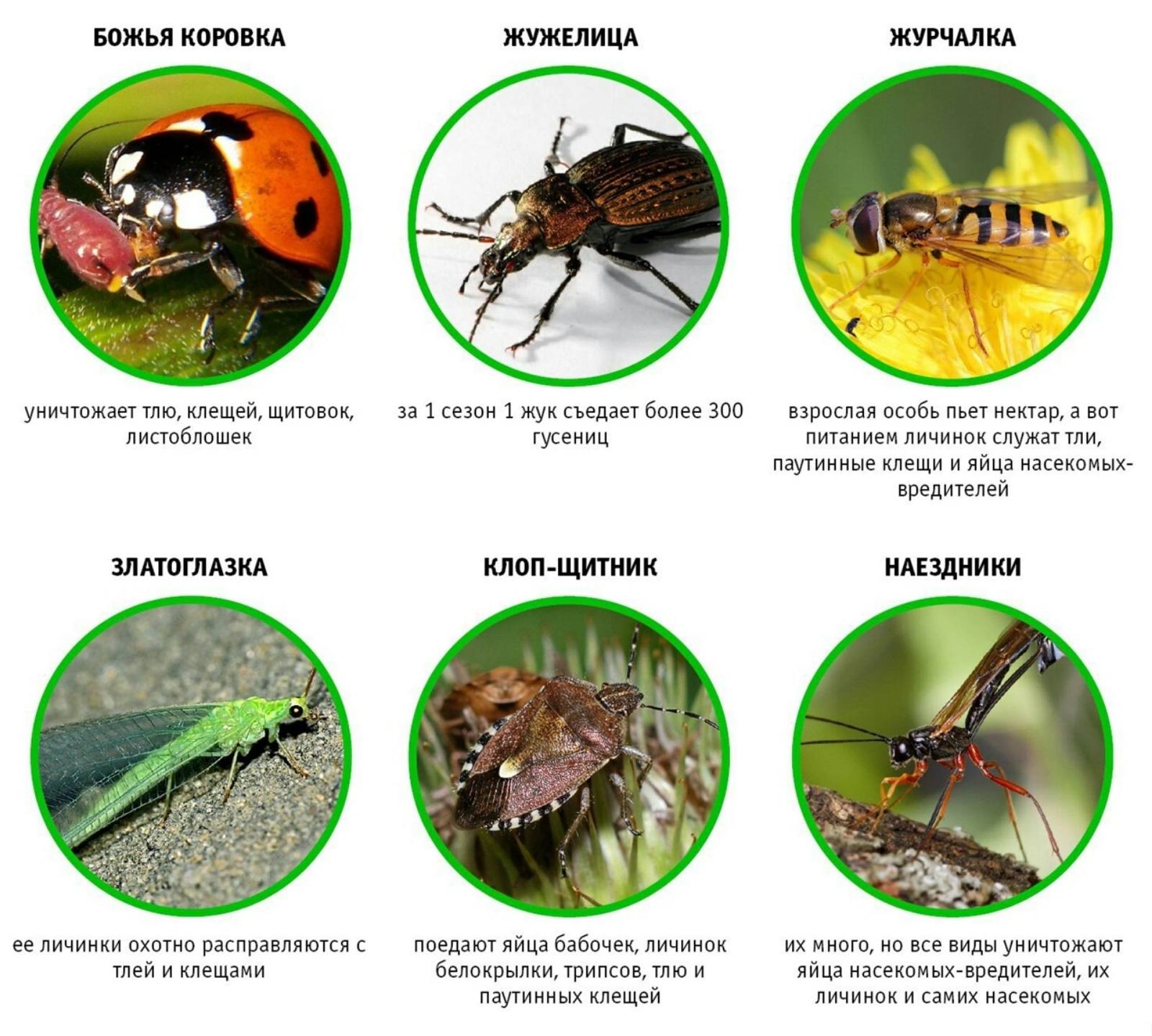 Виды насекомые список. Полезные насекомые. Полезные и вредные насекомые. Полезные насекомые в саду. Полезные насекомые названия.