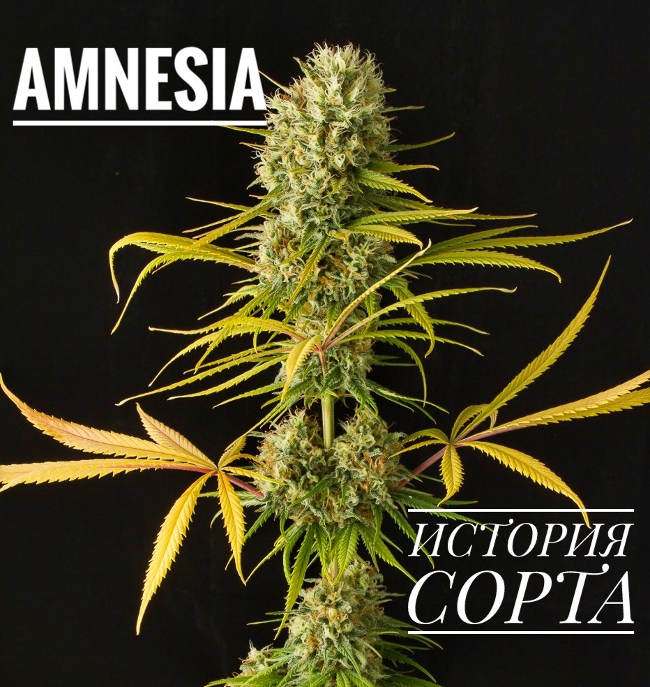 Amnesia haze. Amnezia Haze сорт. Сорт конопли амнезия. Амнезия Хейз. Гашиш амнезия.