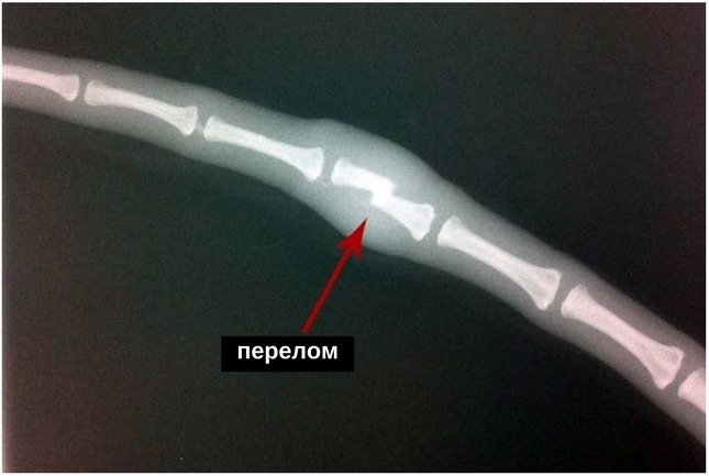 Понял кость. Перелом хвоста у кота рентген. Перелом хвоста у собаки рентген. Перелом хвоста рентген.
