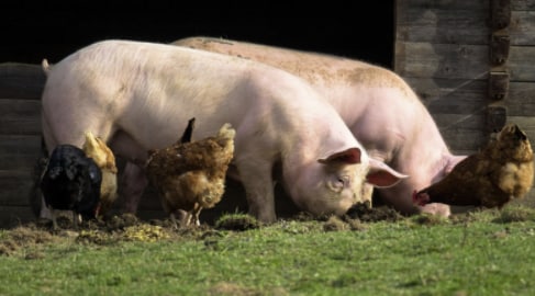Немецкие фермеры отказываются от свиноводства из-за низких цен и спроса