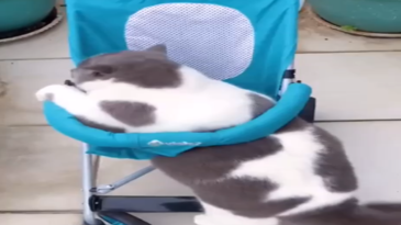 Carrito para el gato gordo
