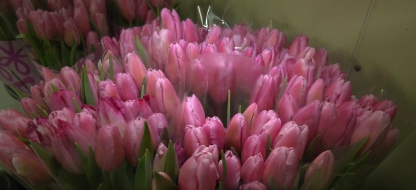 Хабаровск подготовил к женскому празднику 15000 тюльпанов