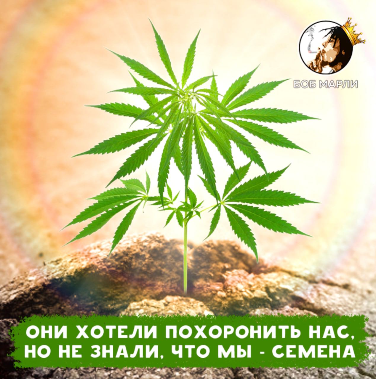 Боб Марли Магазин Семян Россия