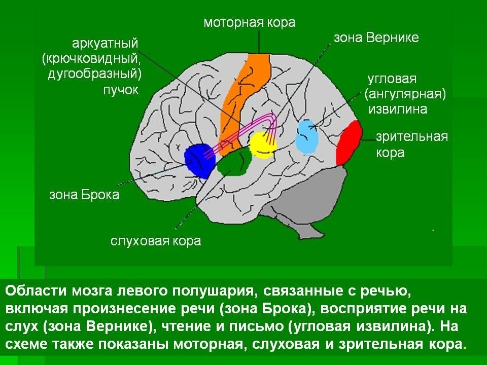 Зона отвечающая за речь. Строение мозга зона Брока. Речевые зоны мозга.
