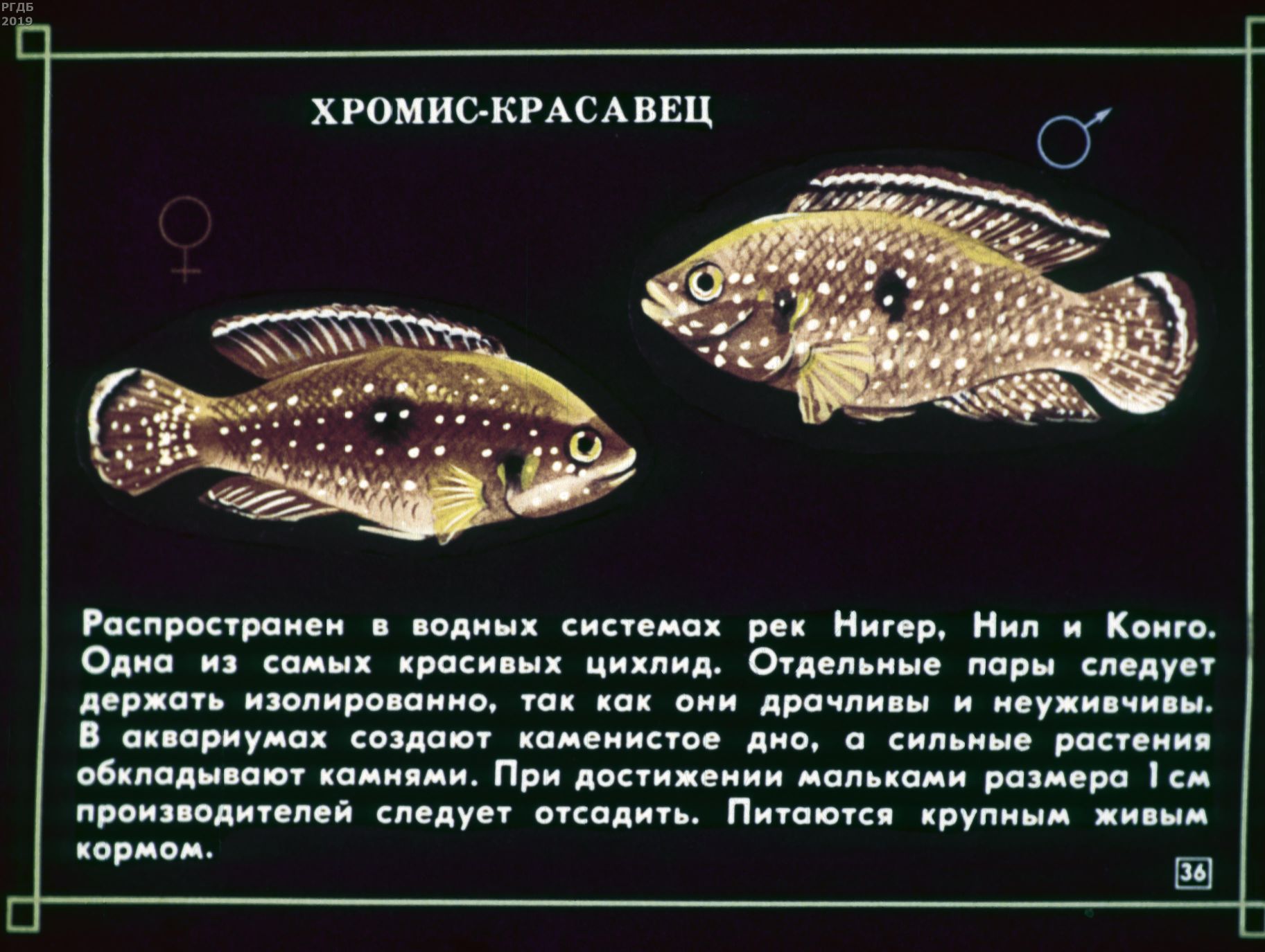 Содержание рыбы. Рыба содержание. Размер аквариумной рыбки как определить. Пересказ рыба как работает. Обязательным условием содержания рыбках.