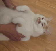 https://telegra.ph/file/12e340d776a32a7f74aab.gif