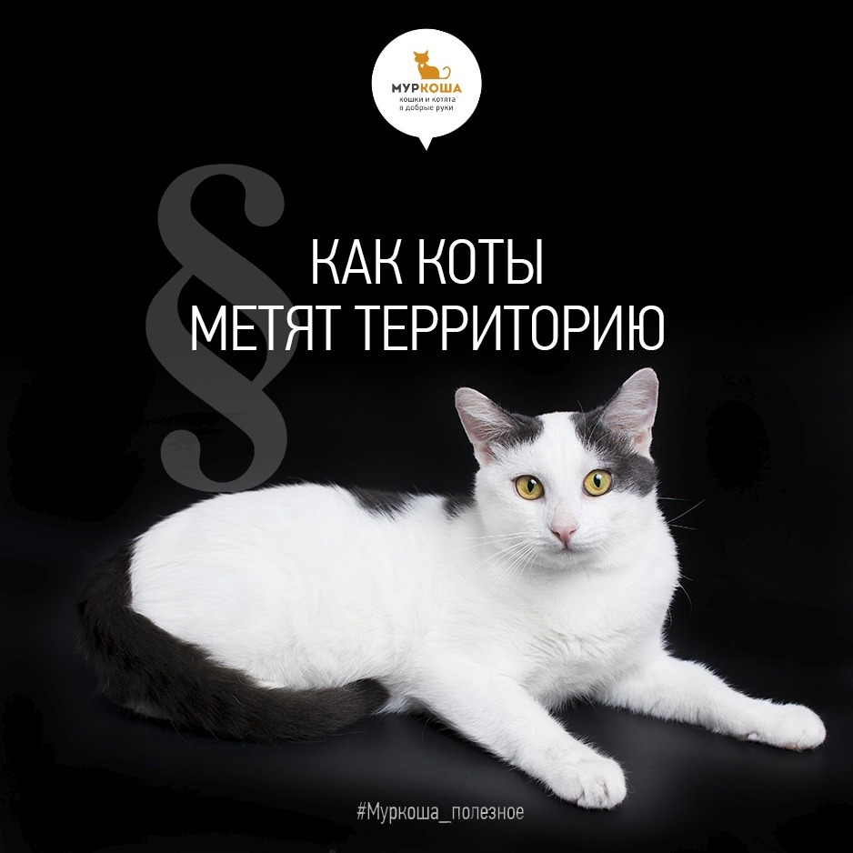 Кастрированный кот метит. Мтгут ди коты не метить.