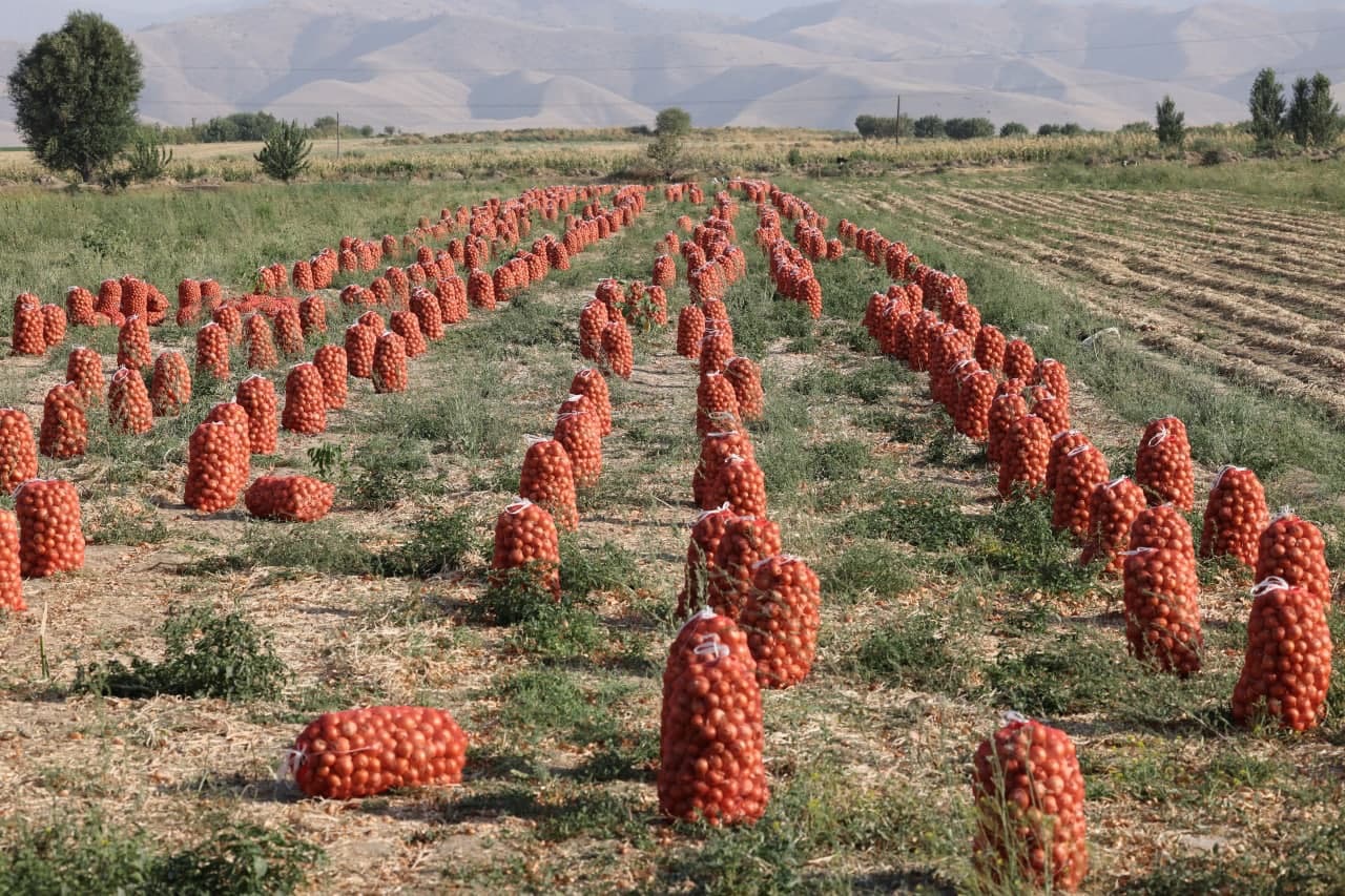 В сентябре был собран рекордный урожай. Агро Узбекистан. ХОЗАГРО Узбекистан. Exim Agro Узбекистан. Масляные культуры Узбекистан Агро.