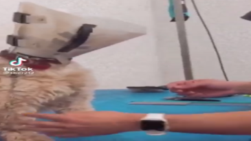 Veterninario intentando calmar al perro