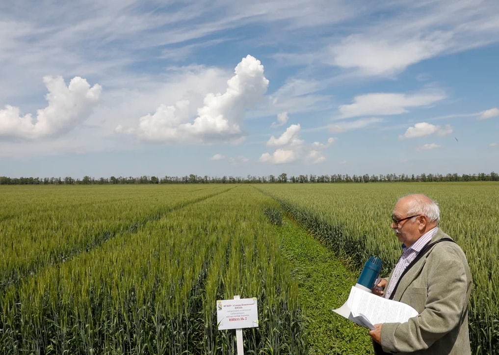В России до 2023 года появится семь объектов инфраструктуры по селекции пшеницы