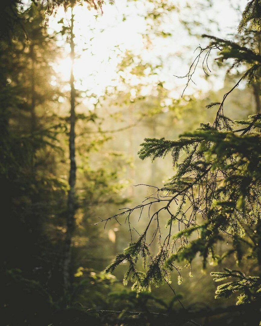 Зимняя Тайга. Чаща леса Тайга. Цвет тайги. Нуар в Таёжных тонах.