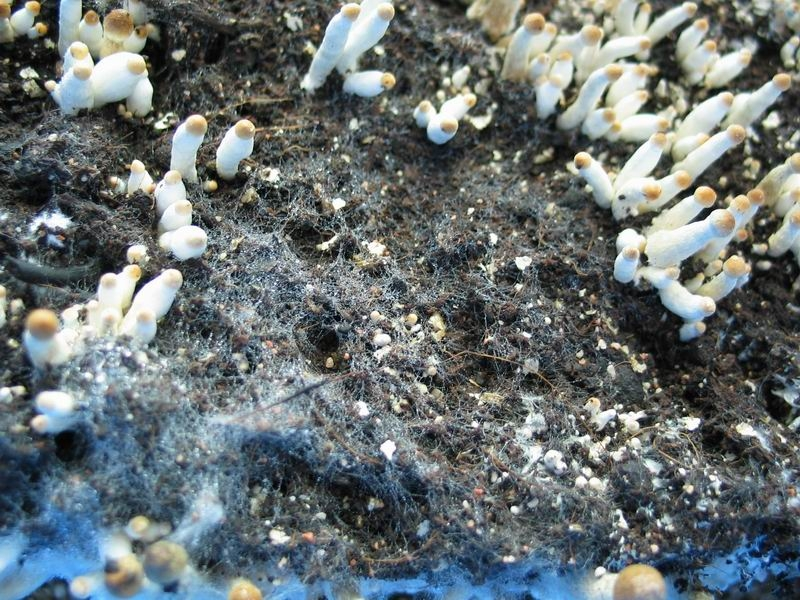 Триходерма мицелий. Триходерма белый мицелий. Триходерма в мицелии грибов. Trichoderma harzianum мицелий. Плесень зимой