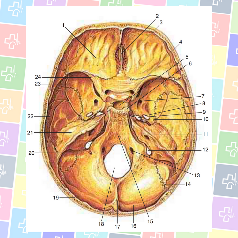 Области основания черепа. Черепные ямки внутреннего основания черепа. Внутреннее основание черепа анатомия ямки. Внутреннее основание черепа Синельников. Внутреннее основание черепа гипофизарная ямка.
