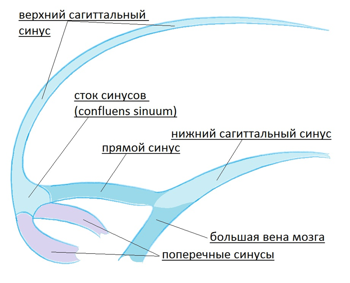 Сток синусов головного