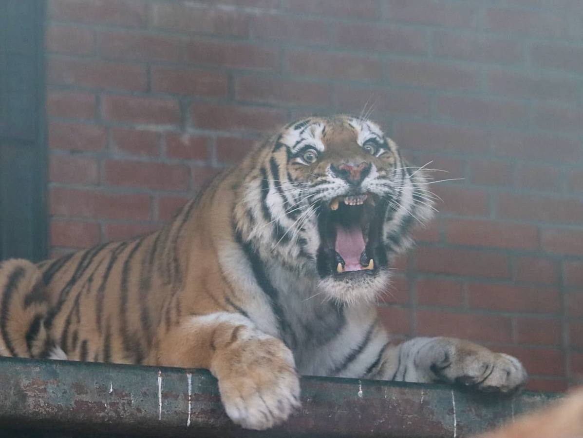 В результате конфликта с амурским тигром погиб человек