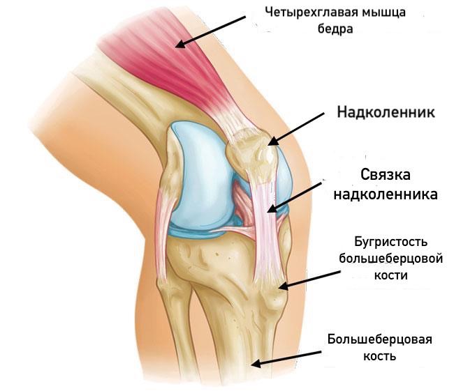 Сухожилие надколенника