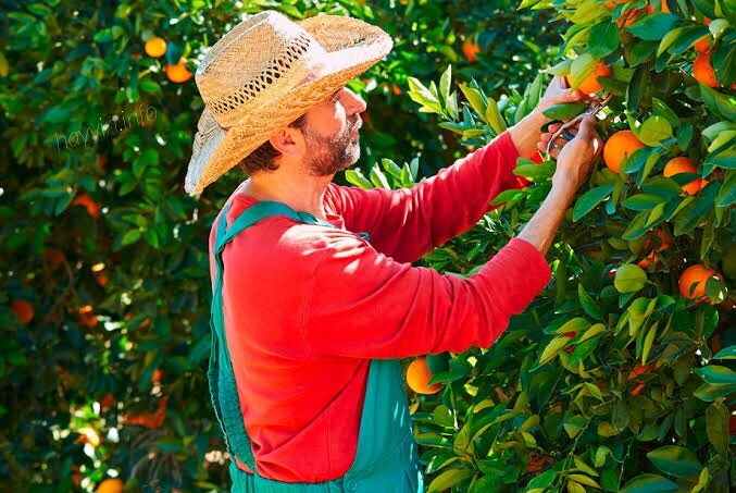 2024-es ültetési naptár: gyümölcsfákat kell ültetni az év minden hónapjában anélkül, hogy a kísérlet