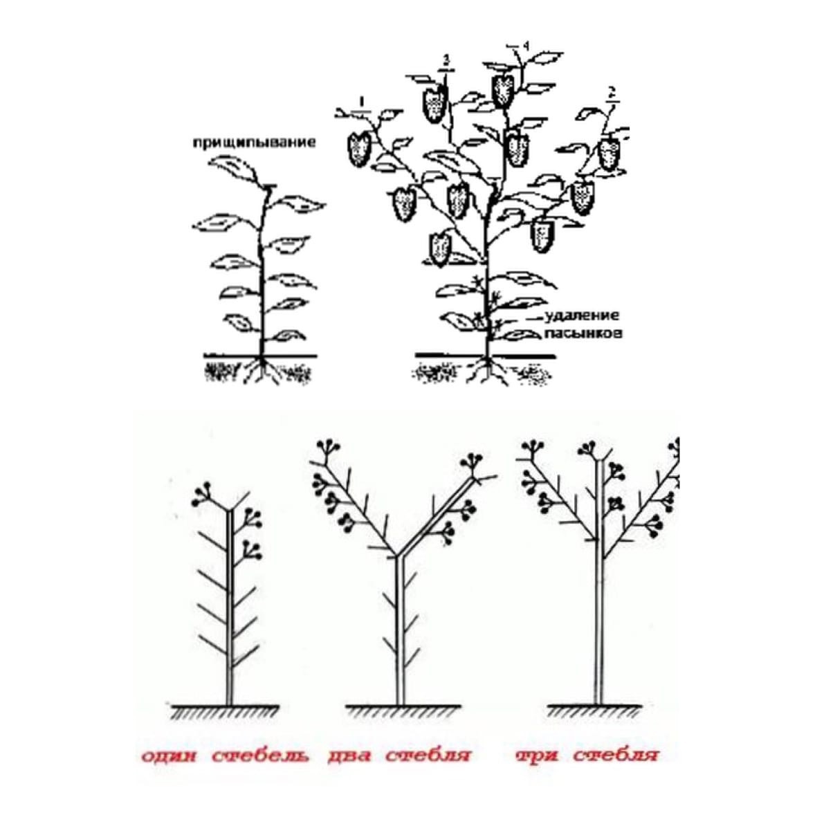 Схема пасынкования перца в теплице. Виноградная лоза пасынкование. Прищипывание пасынков винограда. Пасынкование георгин.
