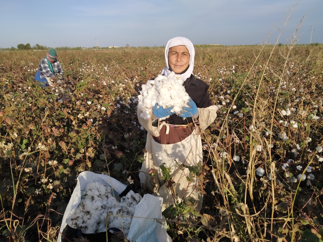 Жаны пахта. Джанги пахта Киргизия. Пахта терими жараёни. Вобкент пахта 2022. Пахта шукуфт.........