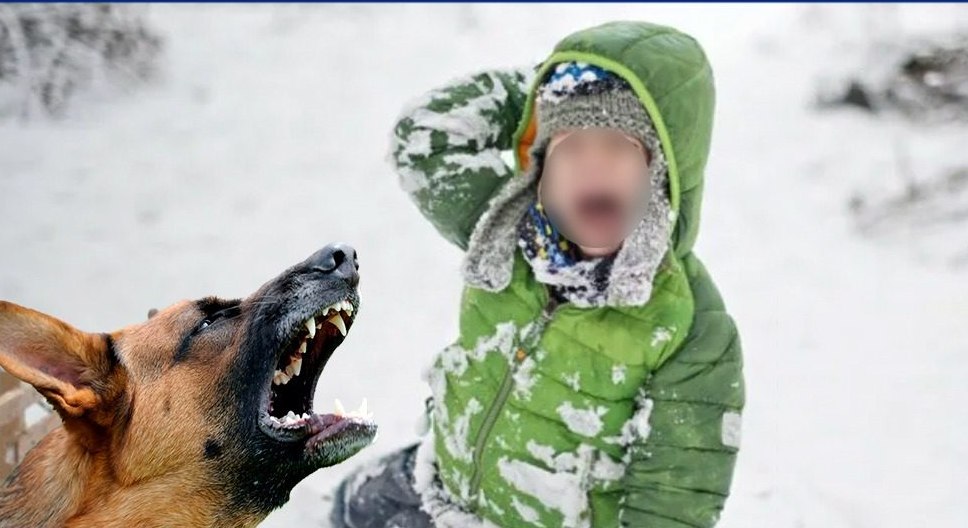 15 тыс. рублей - в пользу ребенка за нападение на него собак