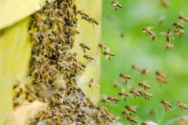 Пчелы начинают заменять фермерам пестициды