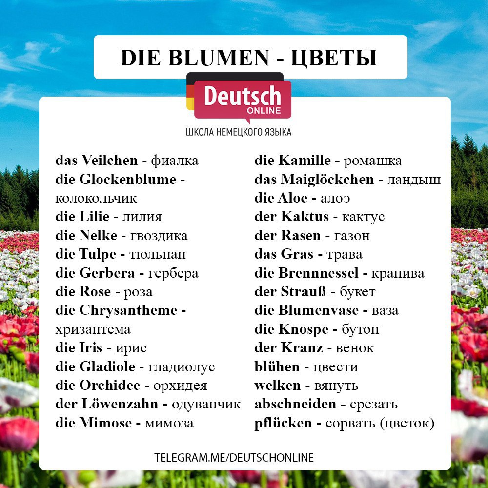Названа немецком языке. Цветы на немецком языке. Цветы по немецкому языку. Цветы названия на немецком с переводом. Названия цветов растений на немецком.