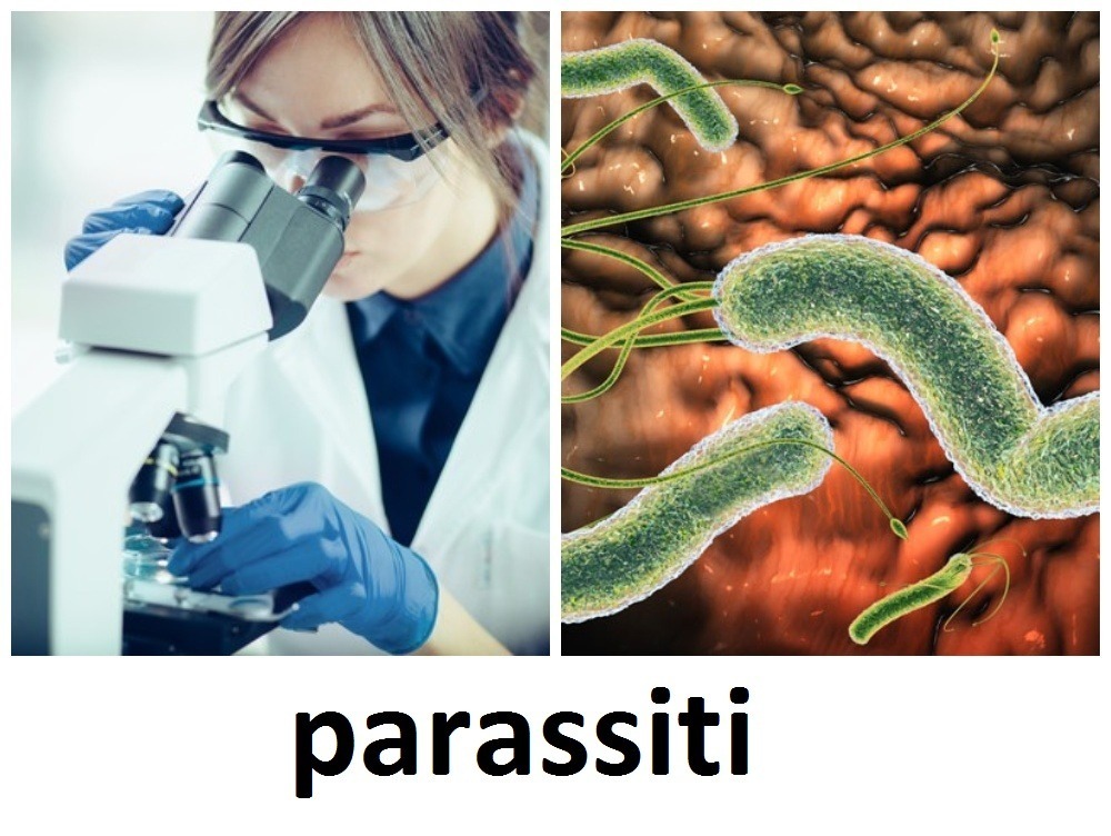 Профилактика заражения паразитическими заболеваниями. Паразитарные заболевания человека.