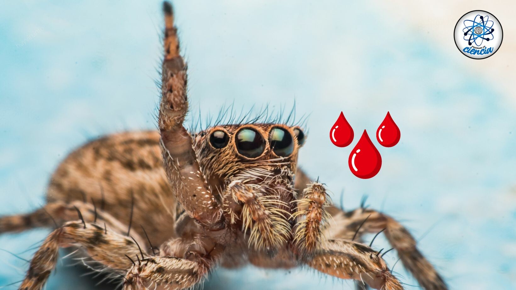 Hogyan lehet felismerni a vérszívó pókot? Így néz ki és mire képes.