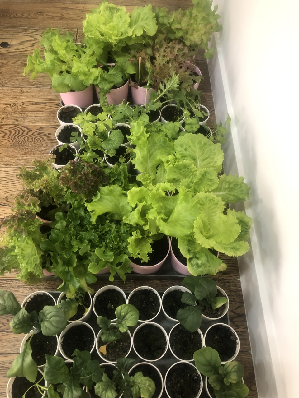 Выращивание зеленных культур дома