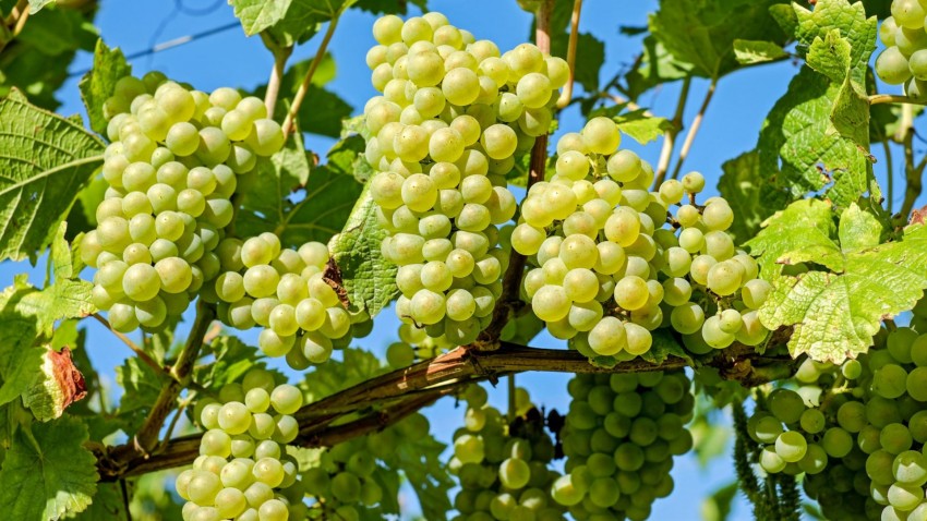 Выращивание столового винограда на юге России становится самой прибыльной отраслью сельского хозяйства
