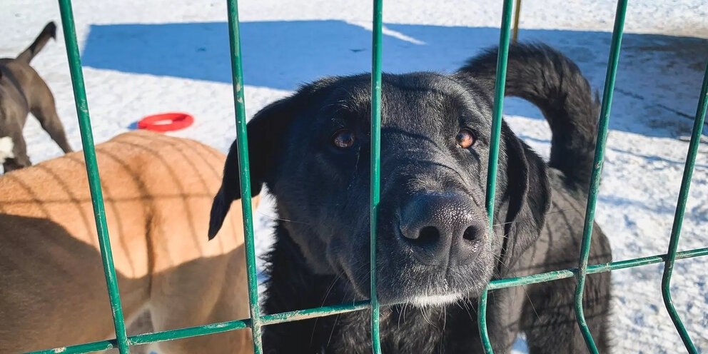 В Хабаровске отловлено 36 бродячих собак