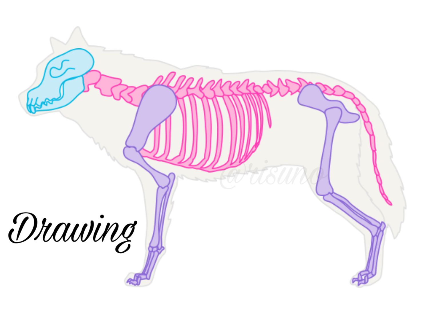 Скелет волка для рисования