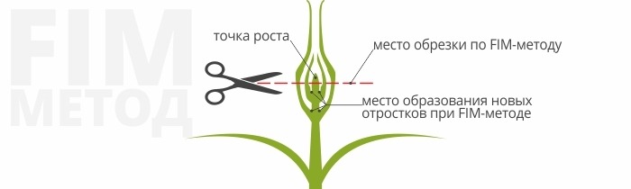 Подрезать как пишется. ФИМ обрезка конопли. FIM подрезка. FIM подрезка марихуаны. Правильная обрезка верхушки конопли.