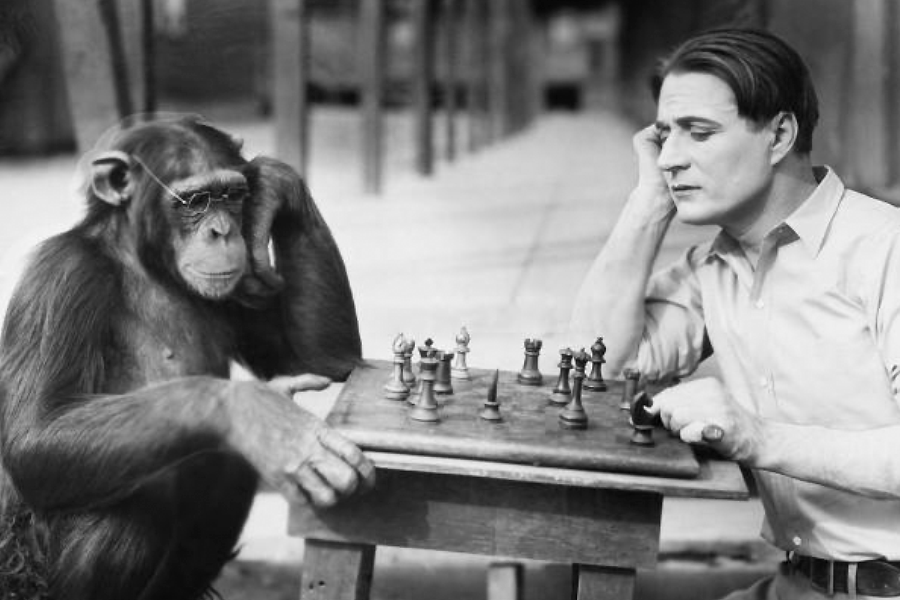 Представление ученые начинают звери умные. Человек примат. Умная обезьяна.