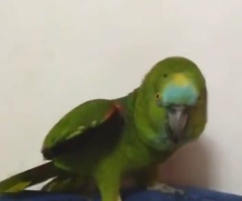 Loro cantando If I Were A Boy de Beyoncé