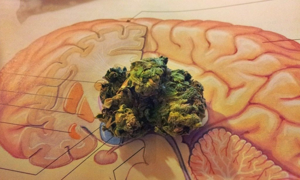 марихуана мозга