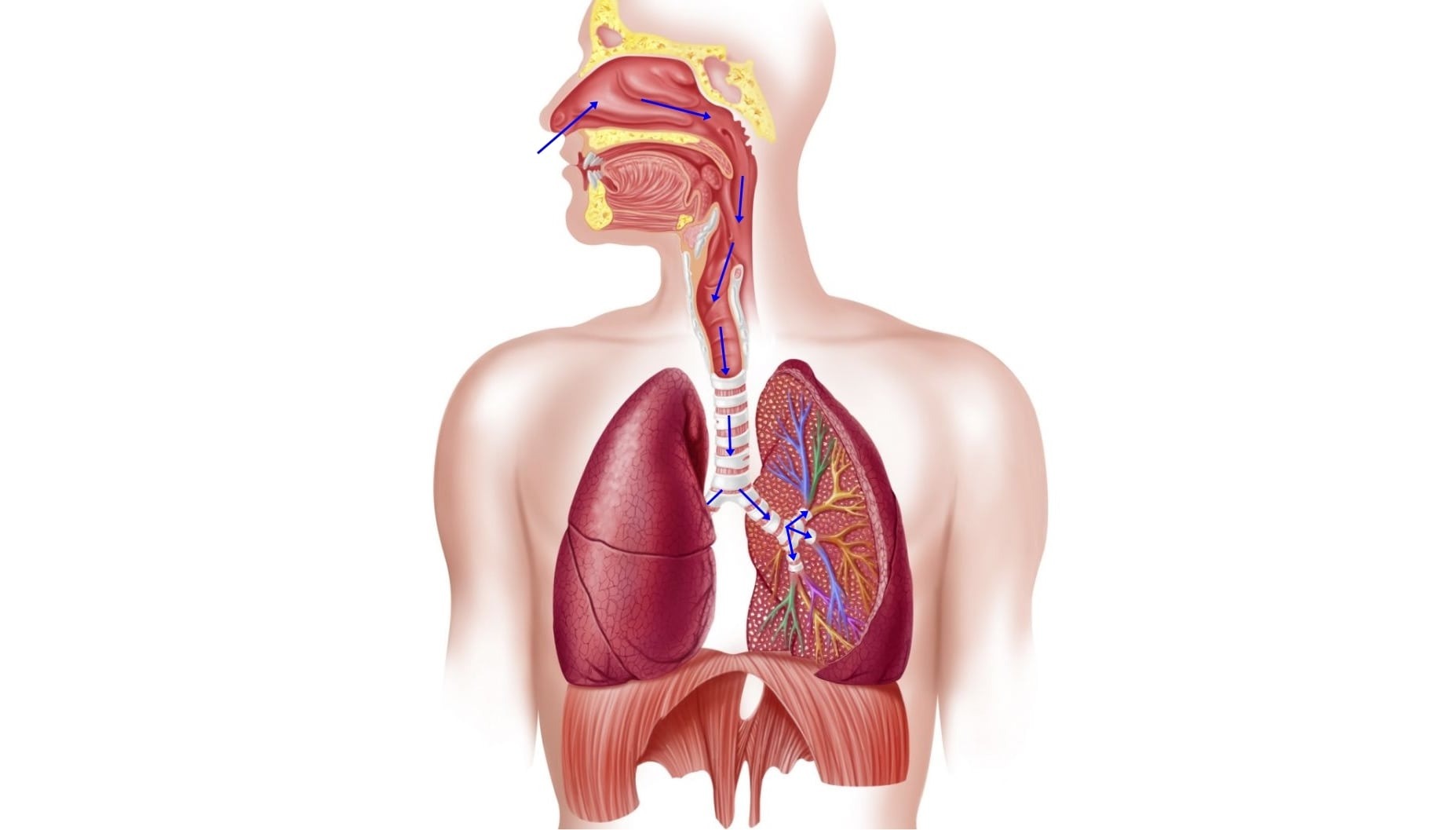 Очищение нижних дыхательных путей. Дыхательная система человека. Система органов дыхания человека. Дыхательная система человека анатомия. Респираторная система человека.