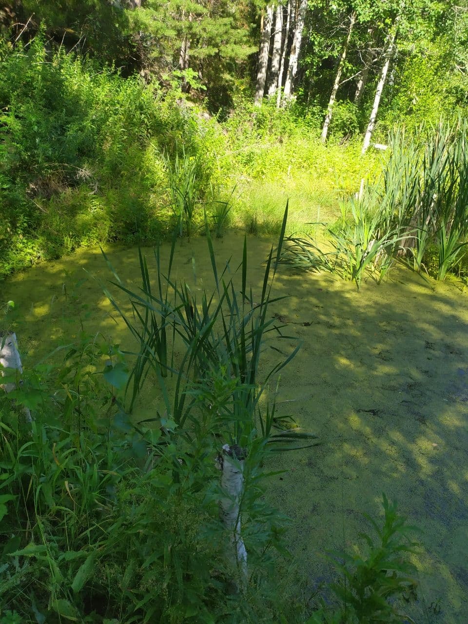 каждый археолог свое болото хвалит – Telegraph
