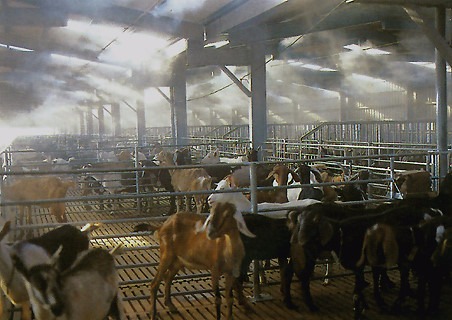 Воздух животноводческих помещений. Система туманообразования в коровнике. Пыль в животноводческом помещении. Система туманообразования для животноводства. Система охлаждения в коровнике.