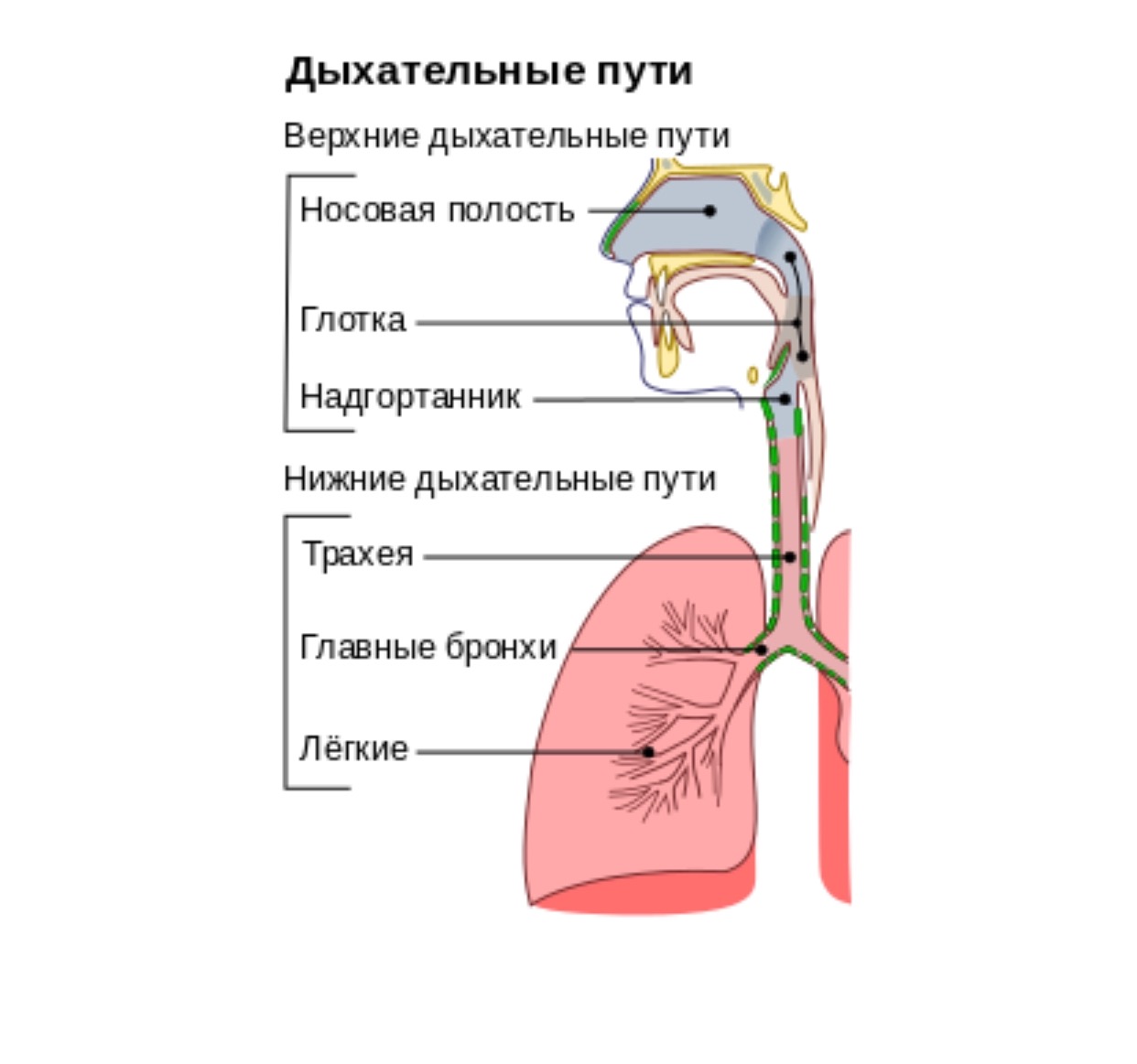 Что такое трахеит. Трахеит верхних дыхательных путей у взрослых.