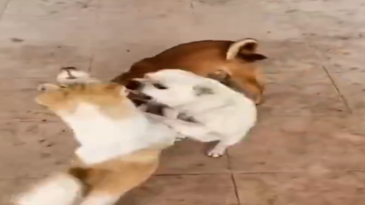 Un perro aprovechando la pelea para comer