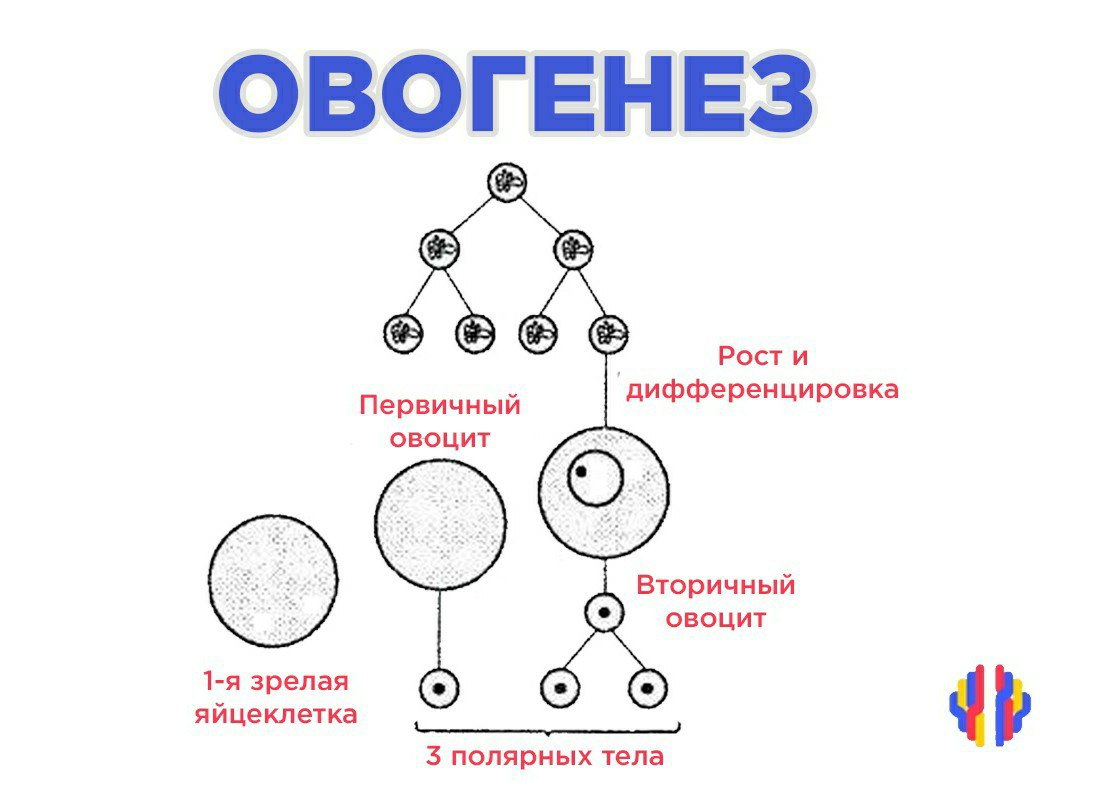 Овогенез картинка егэ