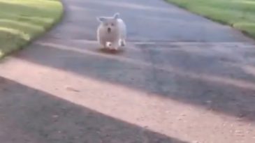 El perro sin articulaciones