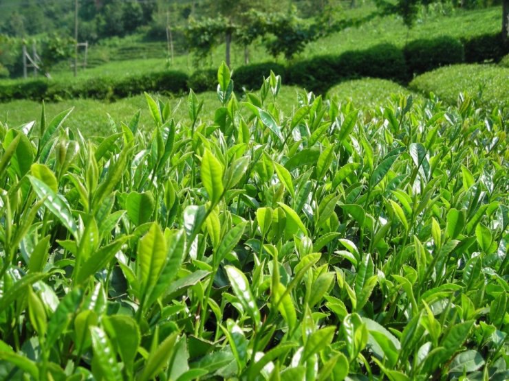 Сбор зеленого чая в России сократился на 40% в 2019 год